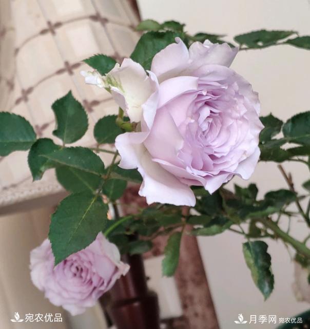 50種經(jīng)典月季品種全整理，南陽月季花開美爆了！一定要養(yǎng)(圖42)