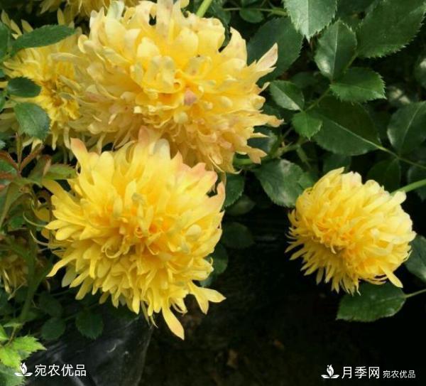 50種經(jīng)典月季品種全整理，南陽月季花開美爆了！一定要養(yǎng)(圖41)