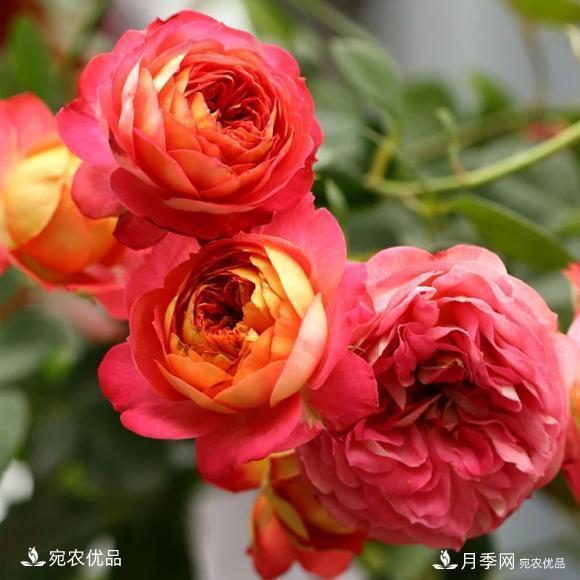 50種經(jīng)典月季品種全整理，南陽月季花開美爆了！一定要養(yǎng)(圖47)