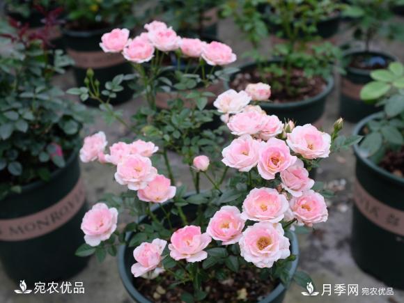 50種經(jīng)典月季品種全整理，南陽月季花開美爆了！一定要養(yǎng)(圖40)
