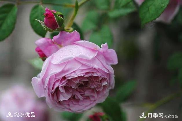50種經(jīng)典月季品種全整理，南陽月季花開美爆了！一定要養(yǎng)(圖44)