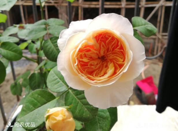 50種經(jīng)典月季品種全整理，南陽月季花開美爆了！一定要養(yǎng)(圖46)
