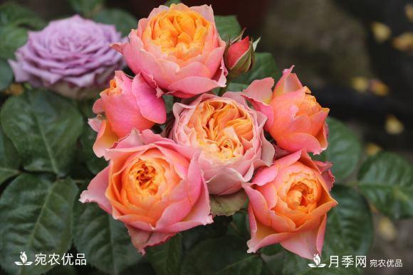 50種經(jīng)典月季品種全整理，南陽月季花開美爆了！一定要養(yǎng)(圖45)