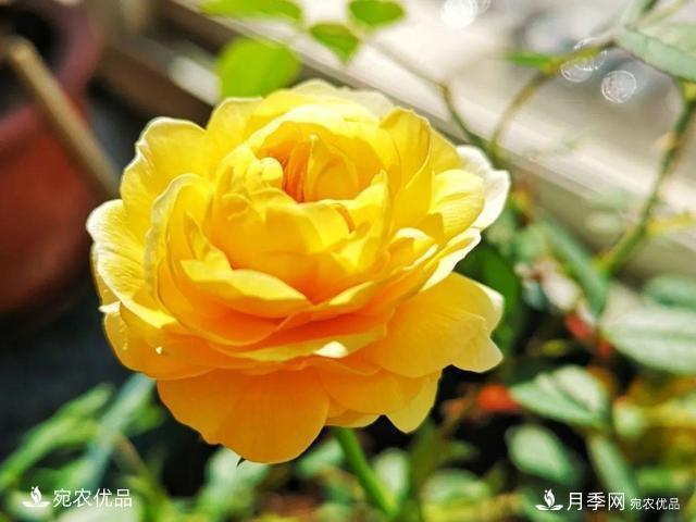 50種經(jīng)典月季品種全整理，南陽月季花開美爆了！一定要養(yǎng)(圖50)