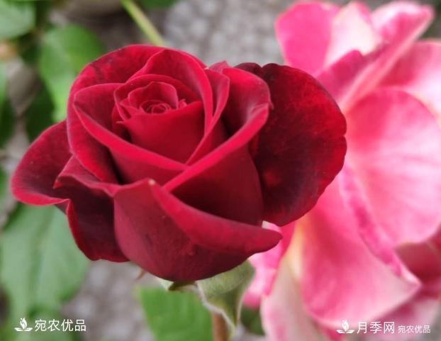 50種經(jīng)典月季品種全整理，南陽月季花開美爆了！一定要養(yǎng)(圖49)