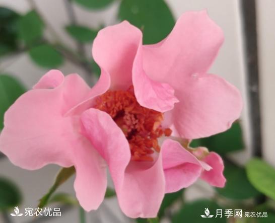 50種經(jīng)典月季品種全整理，南陽月季花開美爆了！一定要養(yǎng)(圖48)