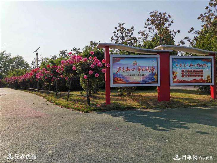 從南陽(yáng)內(nèi)鄉(xiāng)縣月季主題公園看內(nèi)鄉(xiāng)月季產(chǎn)業(yè)發(fā)展(圖2)