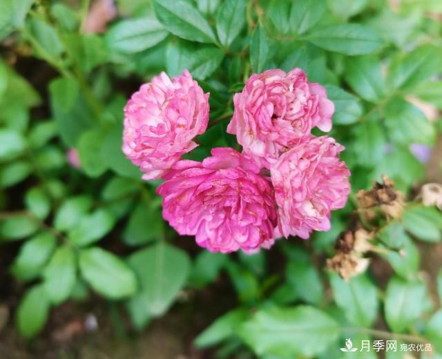 月季花殘花有必要剪嗎？月季花越剪越開(kāi)(圖1)