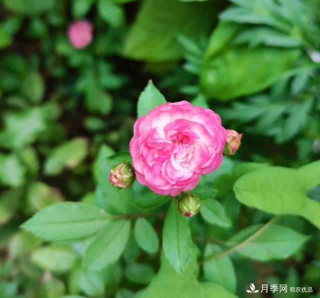 月季花殘花有必要剪嗎？月季花越剪越開(kāi)(圖2)