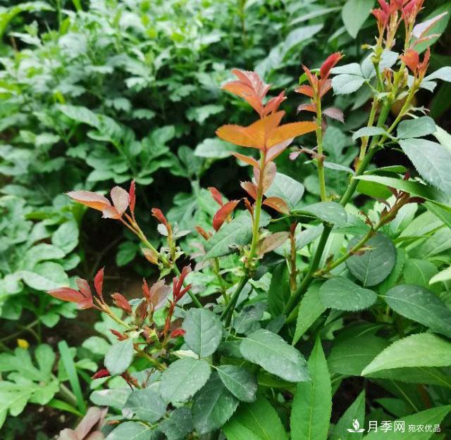月季花殘花有必要剪嗎？月季花越剪越開(kāi)(圖3)