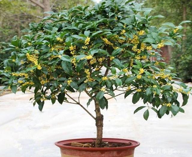桂花盆栽開(kāi)花少或不開(kāi)花，找準(zhǔn)4個(gè)原因來(lái)年花開(kāi)滿樹(shù)(圖1)