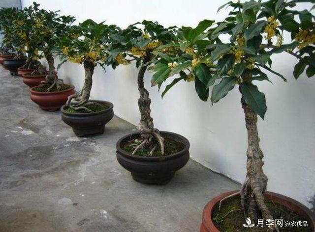 桂花盆栽開(kāi)花少或不開(kāi)花，找準(zhǔn)4個(gè)原因來(lái)年花開(kāi)滿樹(shù)(圖2)