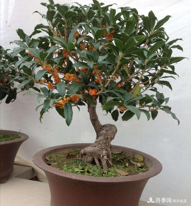 桂花盆栽開(kāi)花少或不開(kāi)花，找準(zhǔn)4個(gè)原因來(lái)年花開(kāi)滿樹(shù)(圖5)