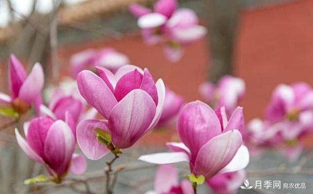 紫玉蘭育苗與栽培技術(shù)，簡單又方便學(xué)習(xí)一下(圖3)