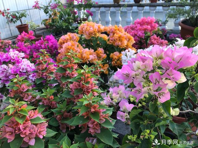 三角梅養(yǎng)護(hù)方法，花期長(zhǎng)達(dá)200天，花色鮮艷變花園(圖1)