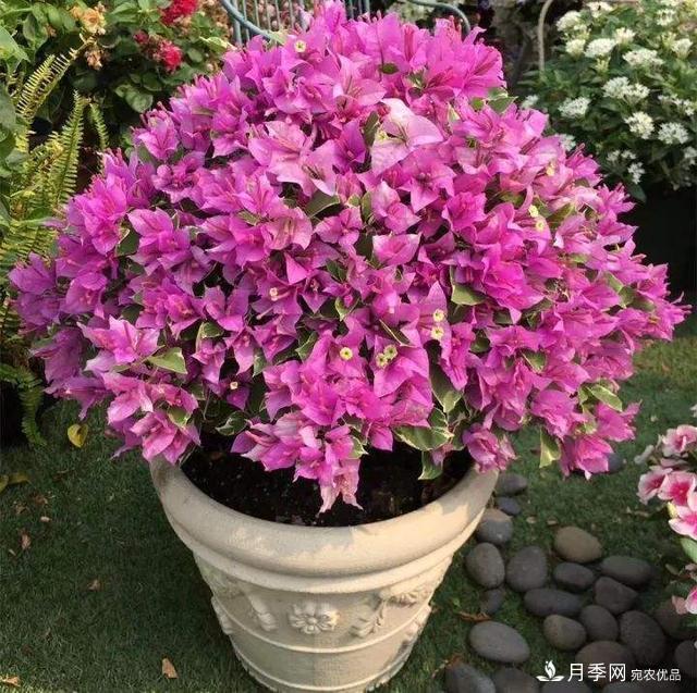三角梅養(yǎng)護(hù)方法，花期長(zhǎng)達(dá)200天，花色鮮艷變花園(圖3)