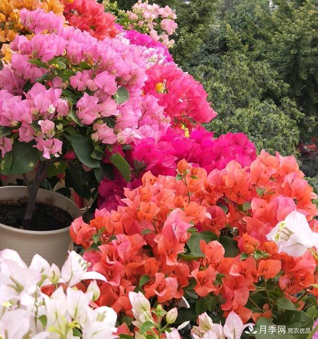 三角梅養(yǎng)護(hù)方法，花期長(zhǎng)達(dá)200天，花色鮮艷變花園(圖2)