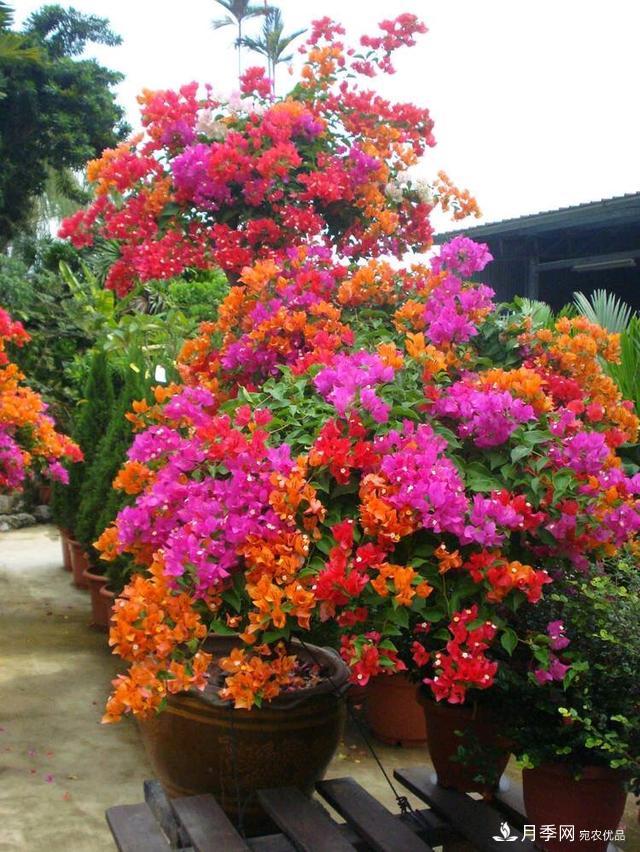 三角梅養(yǎng)護(hù)方法，花期長(zhǎng)達(dá)200天，花色鮮艷變花園(圖5)