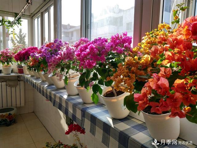 三角梅養(yǎng)護(hù)方法，花期長(zhǎng)達(dá)200天，花色鮮艷變花園(圖4)