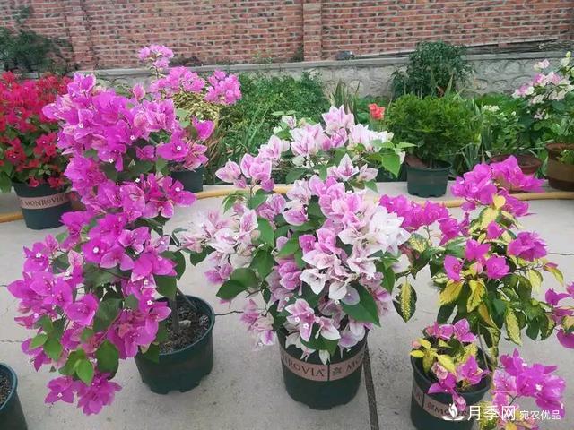 三角梅養(yǎng)護(hù)方法，花期長(zhǎng)達(dá)200天，花色鮮艷變花園(圖6)
