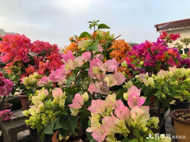 三角梅養(yǎng)護(hù)方法，花期長(zhǎng)達(dá)200天，花色鮮艷變花園(圖7)