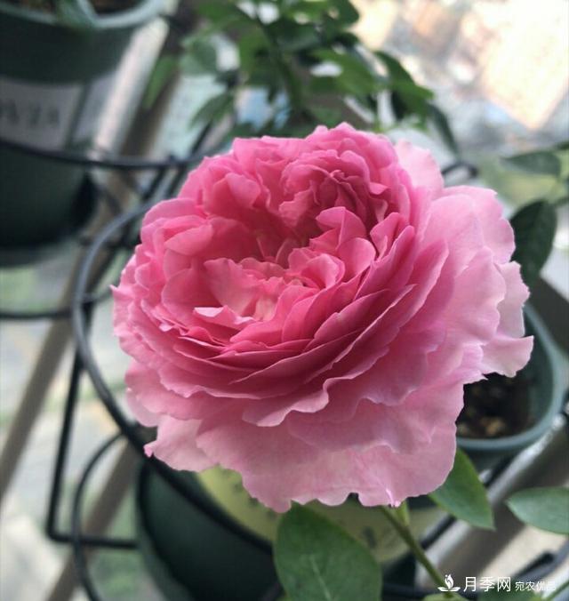 薔薇桿子同時進行嫁接和高壓的3個技術要點(圖1)
