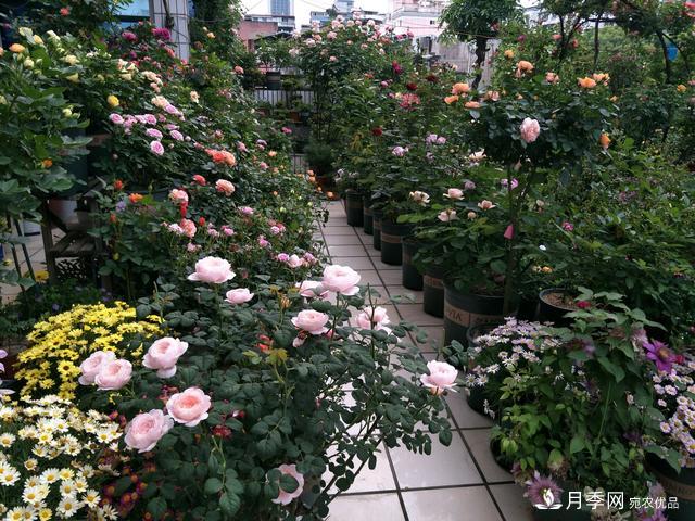 薔薇桿子同時進行嫁接和高壓的3個技術要點(圖3)