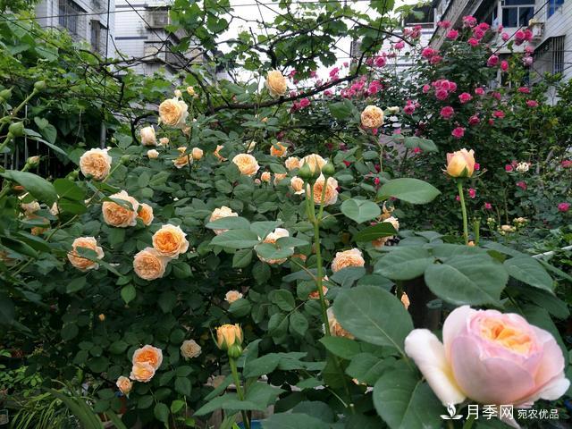 薔薇桿子同時進行嫁接和高壓的3個技術要點(圖4)