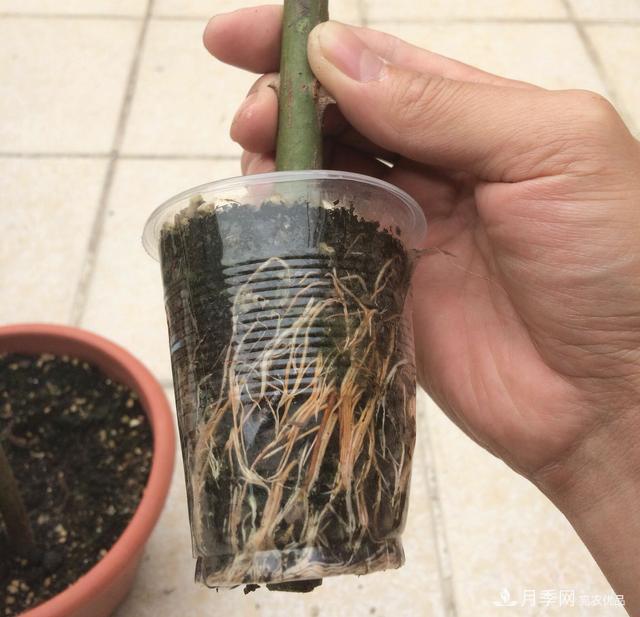 薔薇桿子同時進行嫁接和高壓的3個技術要點(圖2)