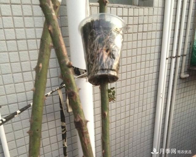 薔薇桿子同時進行嫁接和高壓的3個技術要點(圖7)