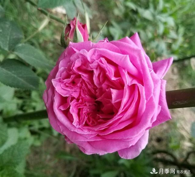 薔薇桿子同時進行嫁接和高壓的3個技術要點(圖5)