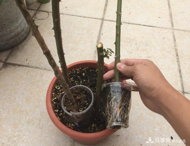 薔薇桿子同時進行嫁接和高壓的3個技術要點(圖6)