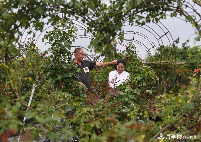 新疆夫婦在江蘇 學(xué)種月季謀致富(圖6)