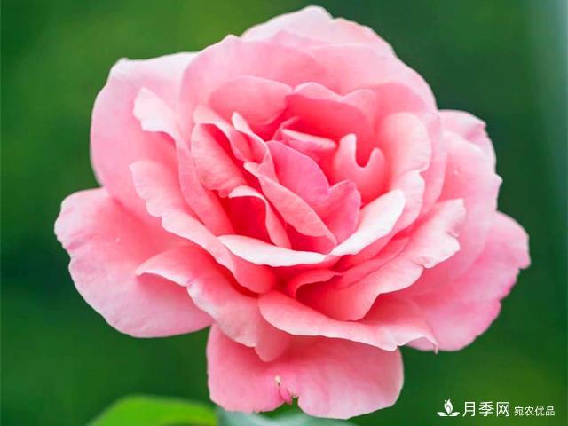 夏季這些月計劃品種要遮陰，不然花苞會枯萎(圖2)