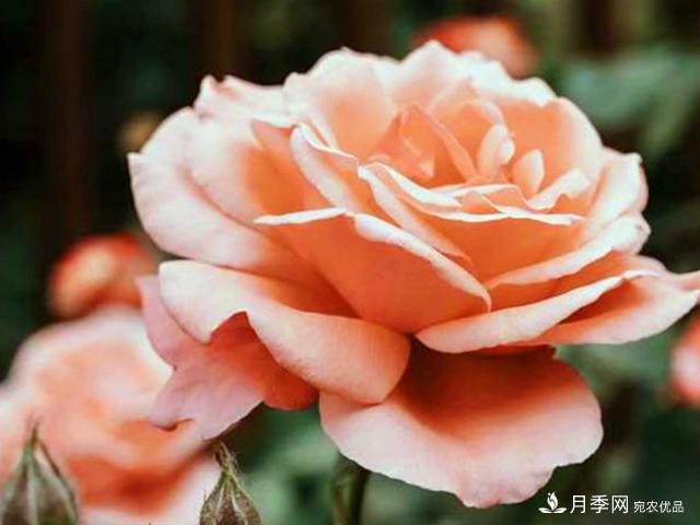 夏季這些月計劃品種要遮陰，不然花苞會枯萎(圖3)