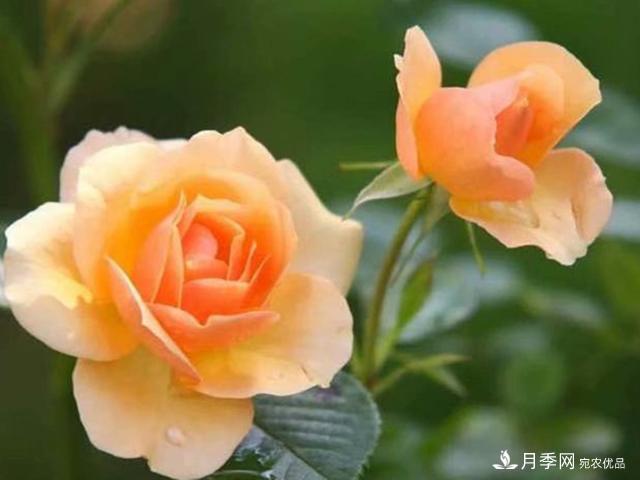 夏季這些月計劃品種要遮陰，不然花苞會枯萎(圖4)