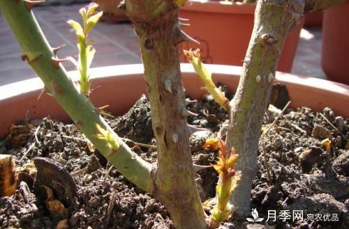 月季養(yǎng)護(hù)下開幾茬花，從夏開到深秋，更不會(huì)招惹蟲子(圖3)