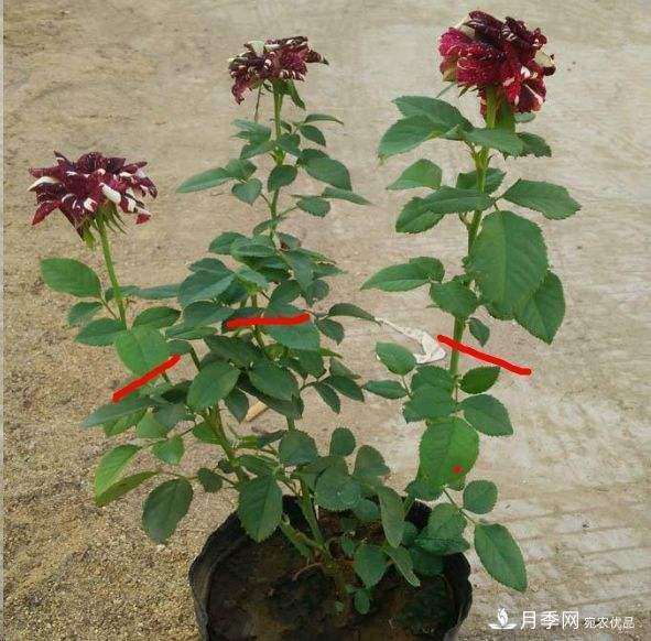 月季養(yǎng)護(hù)下開幾茬花，從夏開到深秋，更不會(huì)招惹蟲子(圖4)