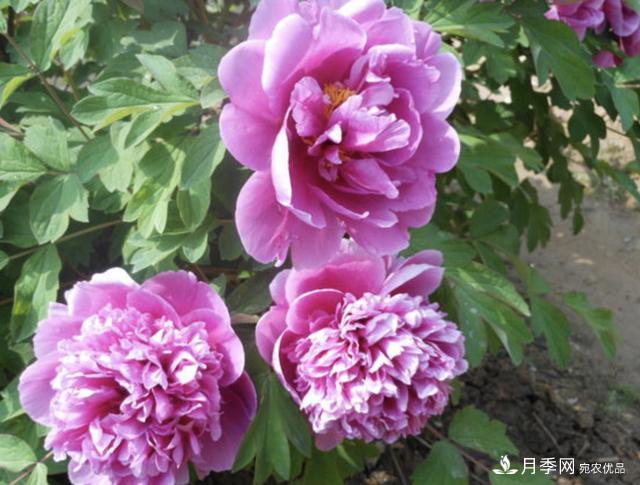 有一種花栽培歷史已有1500年，有國(guó)色天香之稱，花朵艷麗(圖1)