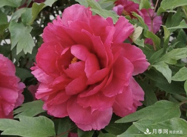 有一種花栽培歷史已有1500年，有國(guó)色天香之稱，花朵艷麗(圖2)