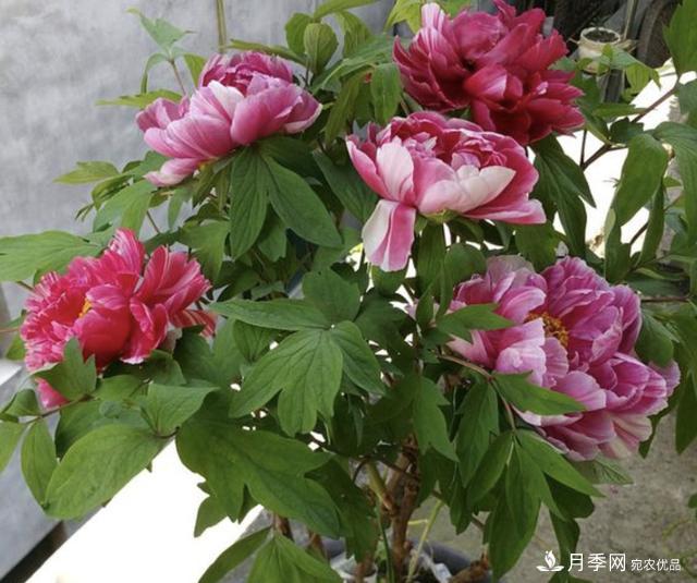 有一種花栽培歷史已有1500年，有國(guó)色天香之稱，花朵艷麗(圖3)