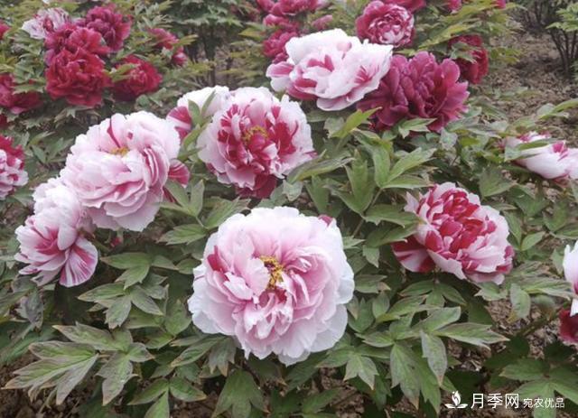 有一種花栽培歷史已有1500年，有國(guó)色天香之稱，花朵艷麗(圖5)