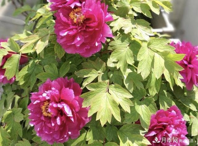 有一種花栽培歷史已有1500年，有國(guó)色天香之稱，花朵艷麗(圖4)