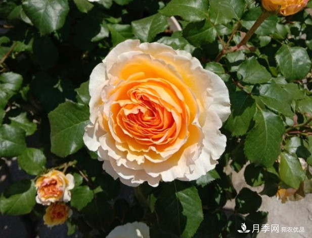 月季夏天會變丑？這8種耐熱月季，越開越好看！(圖3)