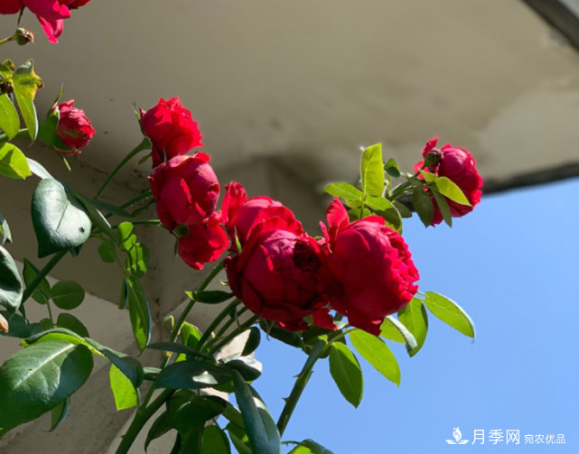 月季夏天會變丑？這8種耐熱月季，越開越好看！(圖2)