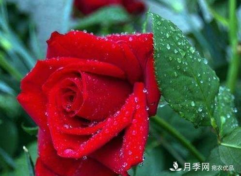 沈陽(yáng)市小玫瑰開(kāi)出致富“花路”(圖1)