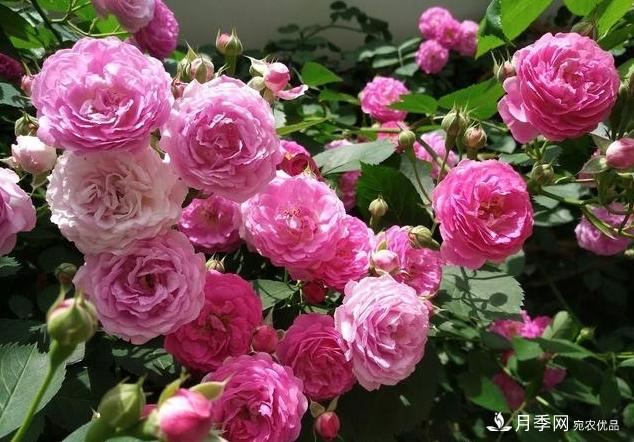 月季花友如何給家里月季栽培管理，開出一片花海(圖1)