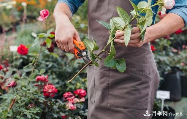 月季花友如何給家里月季栽培管理，開出一片花海(圖2)