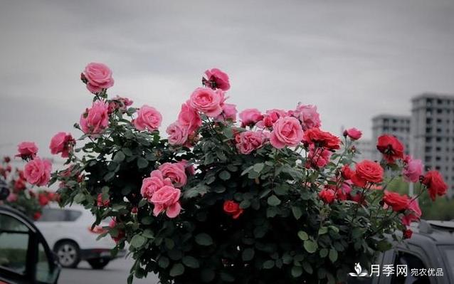 月季花友如何給家里月季栽培管理，開出一片花海(圖3)
