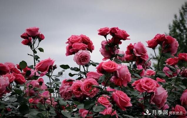 月季花友如何給家里月季栽培管理，開出一片花海(圖4)